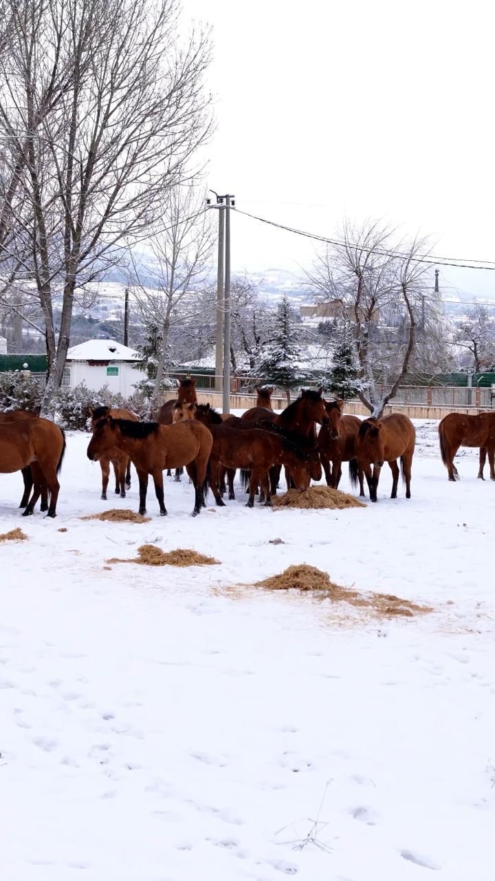 Bolu’da şehir merkezine inen yılkı atlarını belediye ekipleri besledi