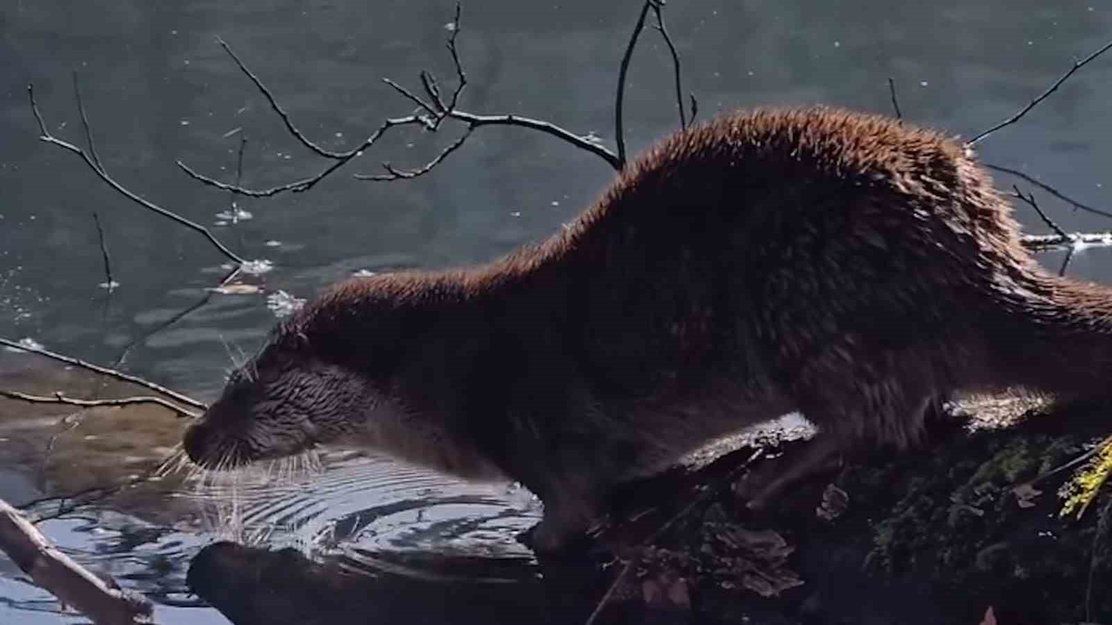 Bolu’da nesli tükenmekte olan su samuru görüntülendi
