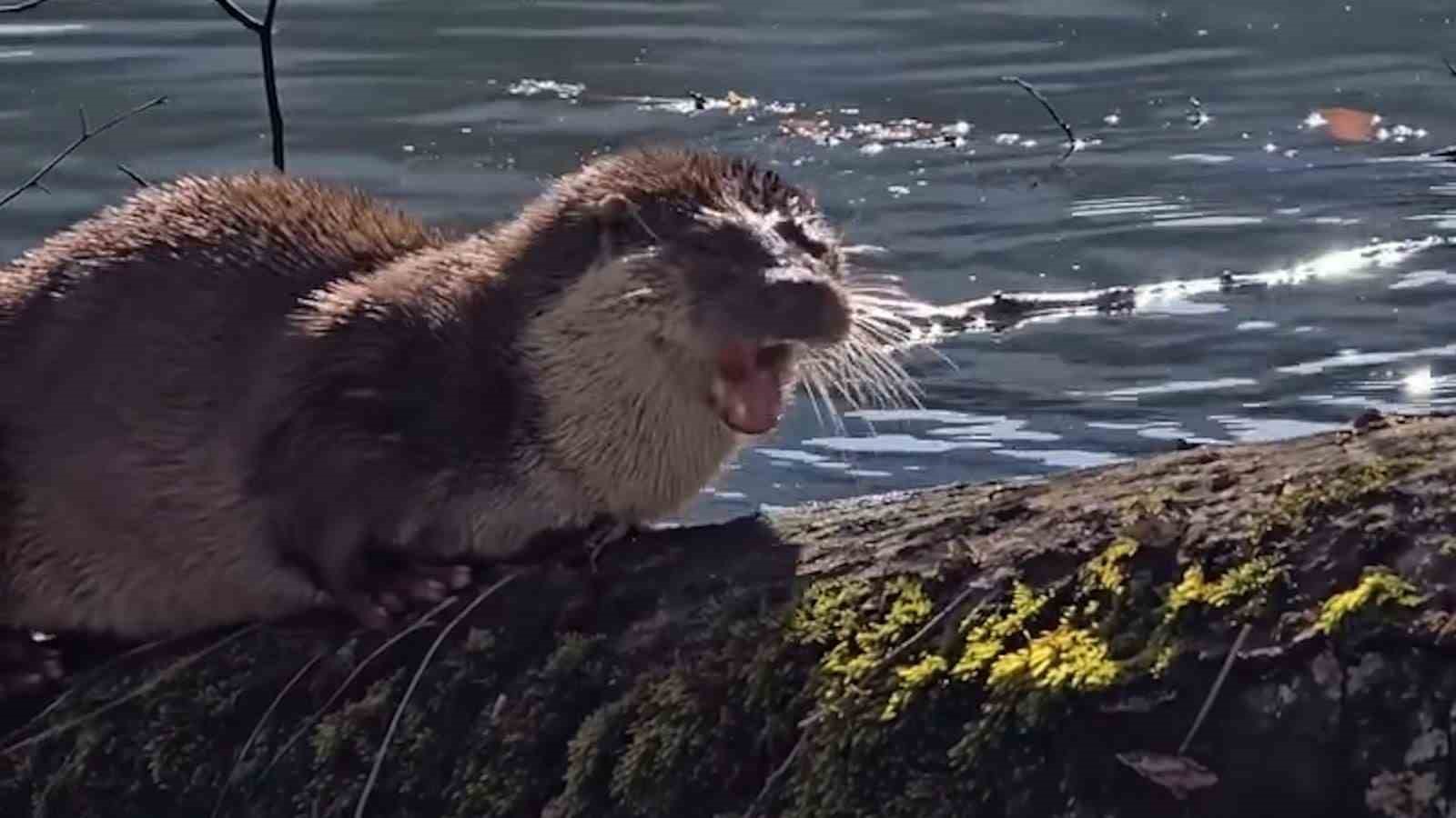 Bolu’da nesli tükenmekte olan su samuru görüntülendi