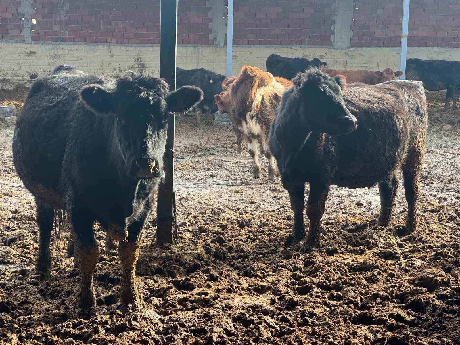 Kütahya’da teslim edilen büyükbaş hayvanların kontrol ve muayeneleri yapıldı