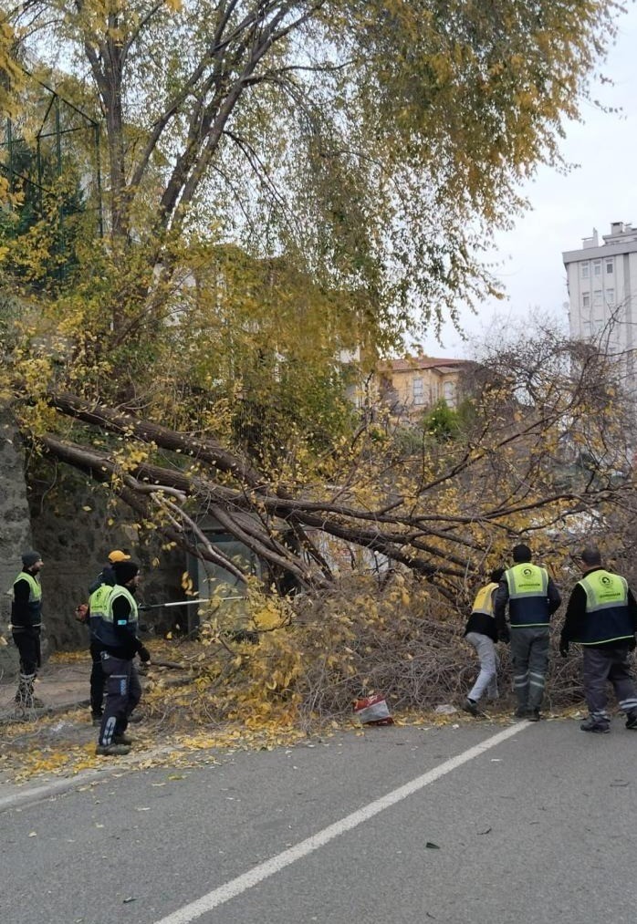 Samsun’da şiddetli rüzgar ağacı devirdi