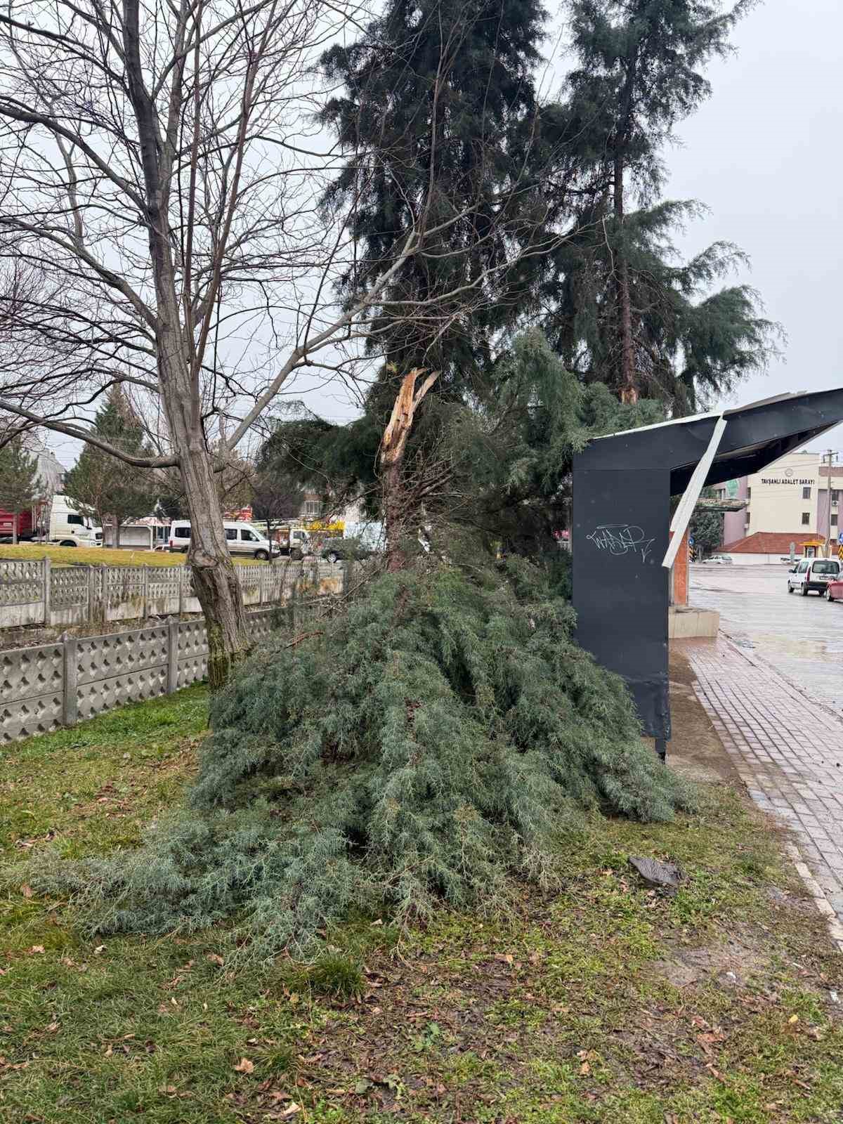 Tavşanlı’da şiddetli rüzgar ağaç devirdi