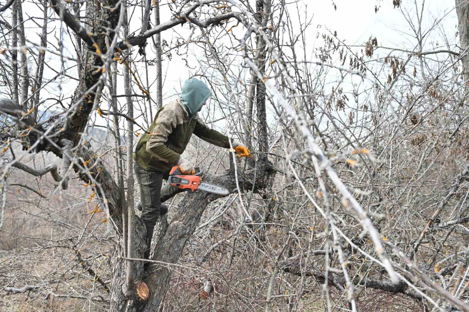 Gölcük Tabiat Parkı’nda elma bahçeleri yeniden üretime kazandırılıyor