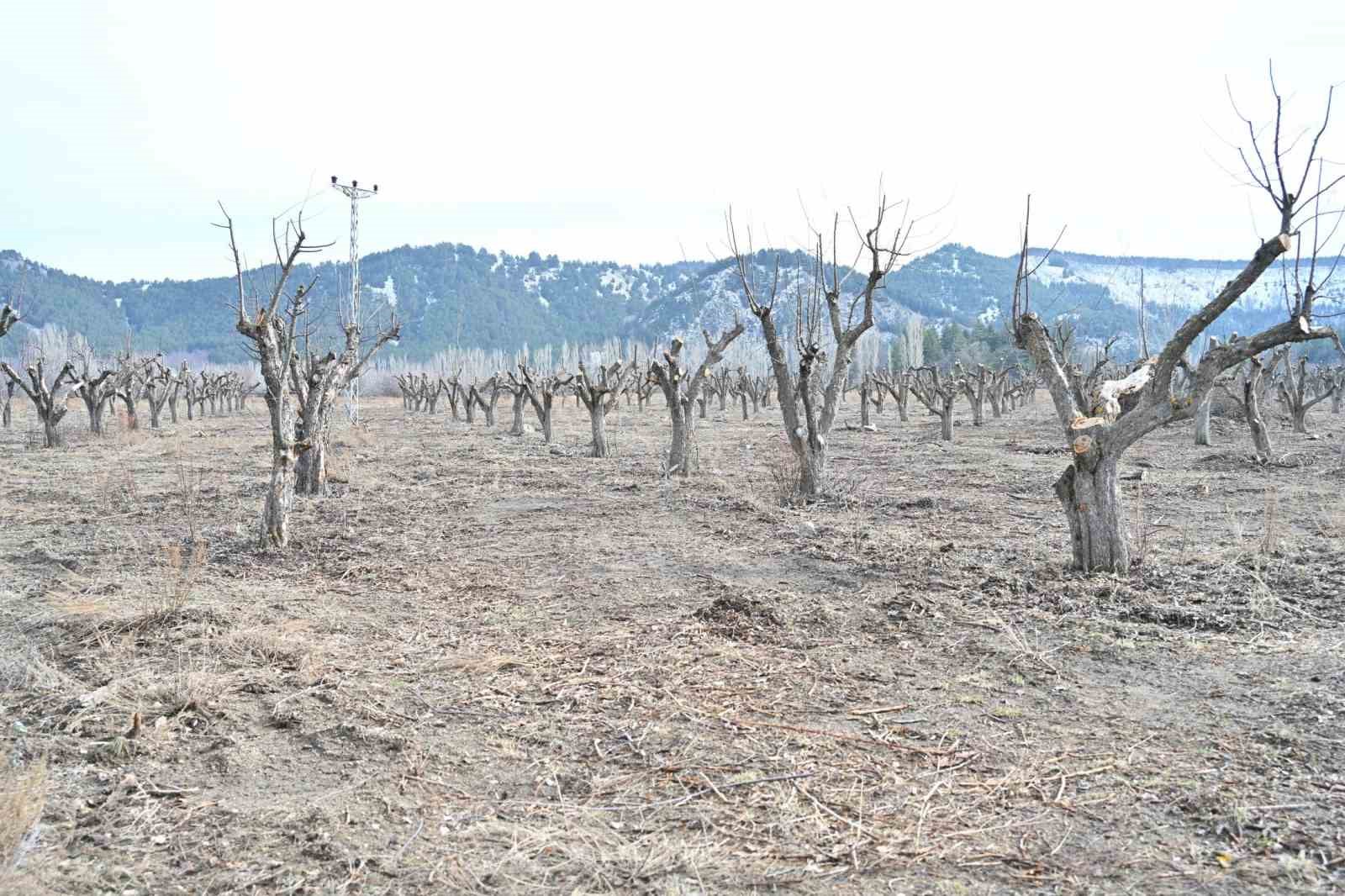 Gölcük Tabiat Parkı’nda elma bahçeleri yeniden üretime kazandırılıyor