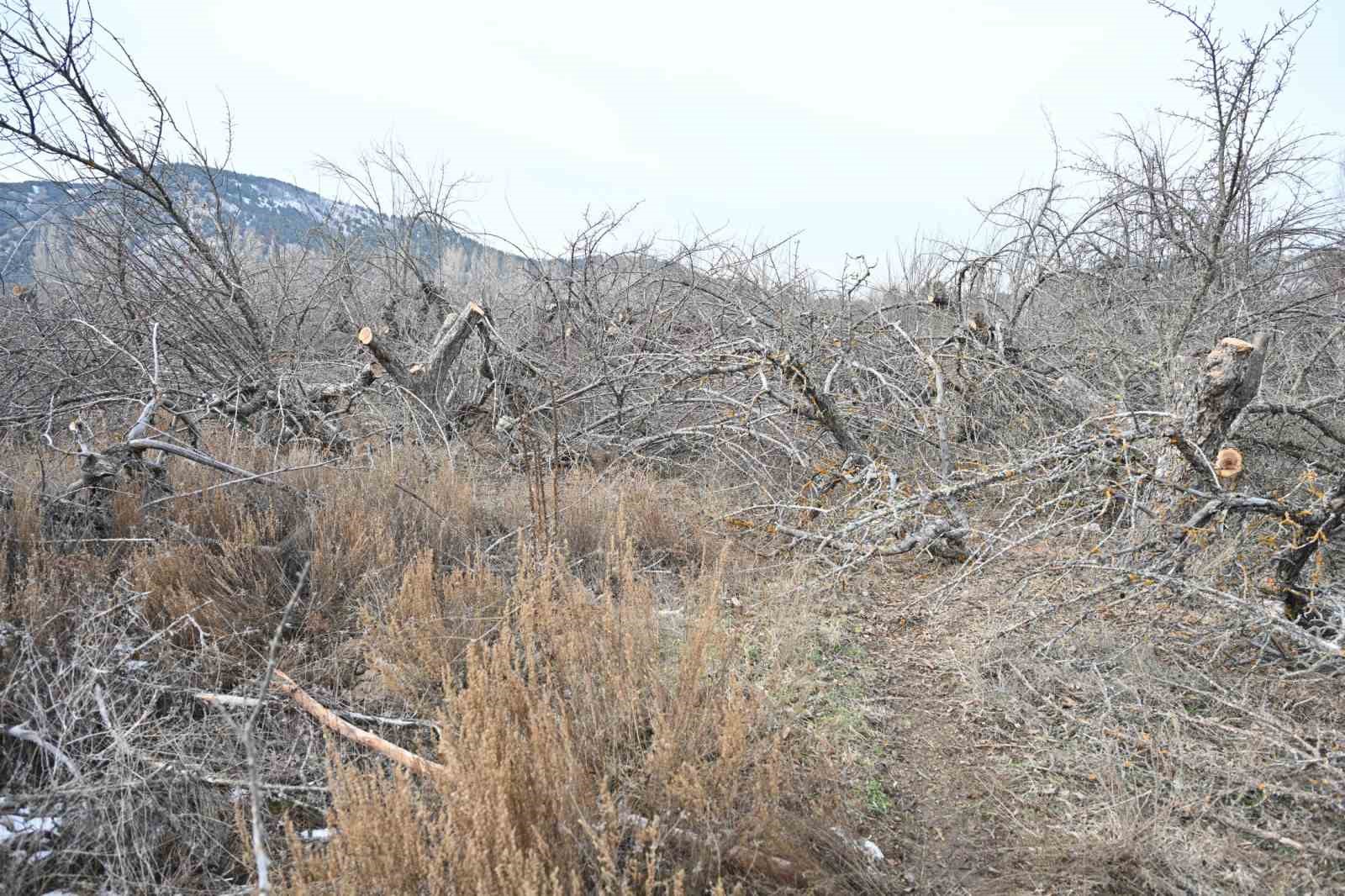 Gölcük Tabiat Parkı’nda elma bahçeleri yeniden üretime kazandırılıyor