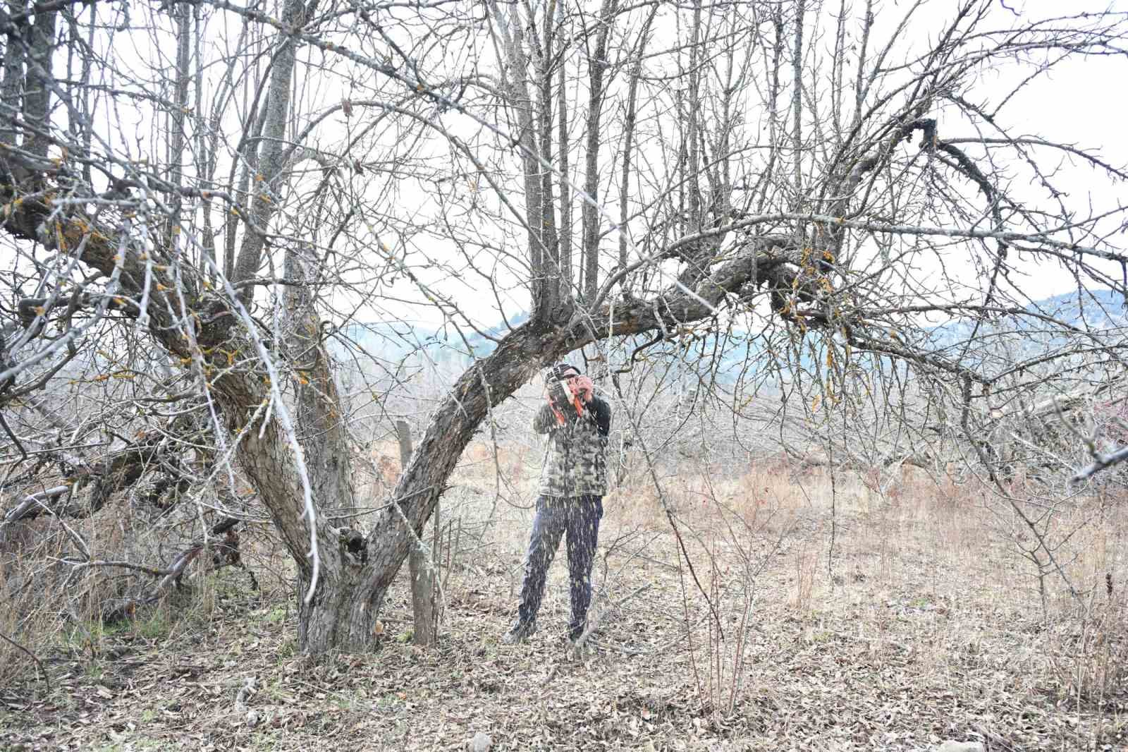 Gölcük Tabiat Parkı’nda elma bahçeleri yeniden üretime kazandırılıyor