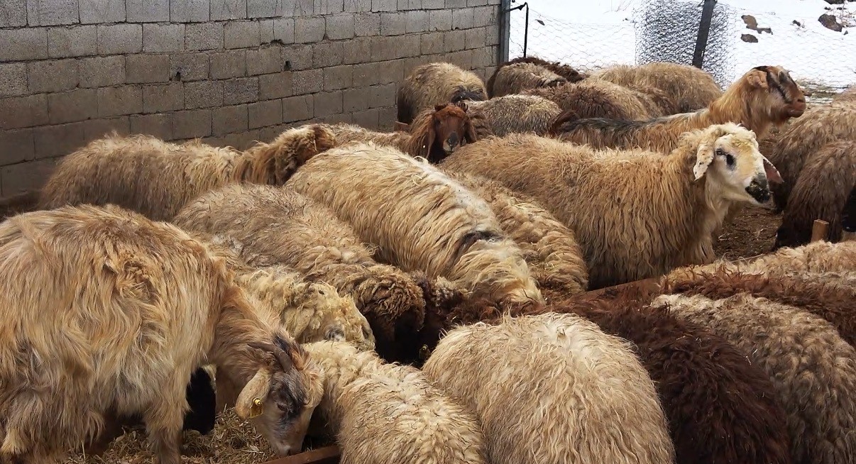 Tatvan’da yayladan besiye dönüş
