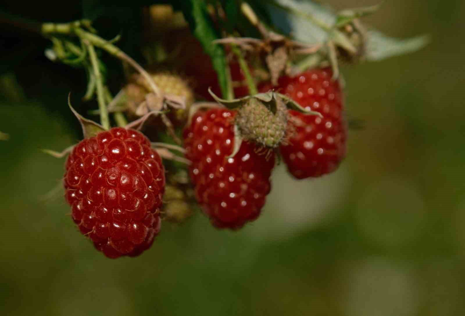 Kestel’de ahududu ve böğürtlen üretimi Sırbistan modeliyle artırılacak