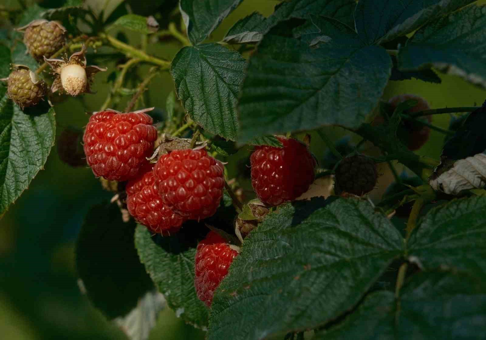 Kestel’de ahududu ve böğürtlen üretimi Sırbistan modeliyle artırılacak