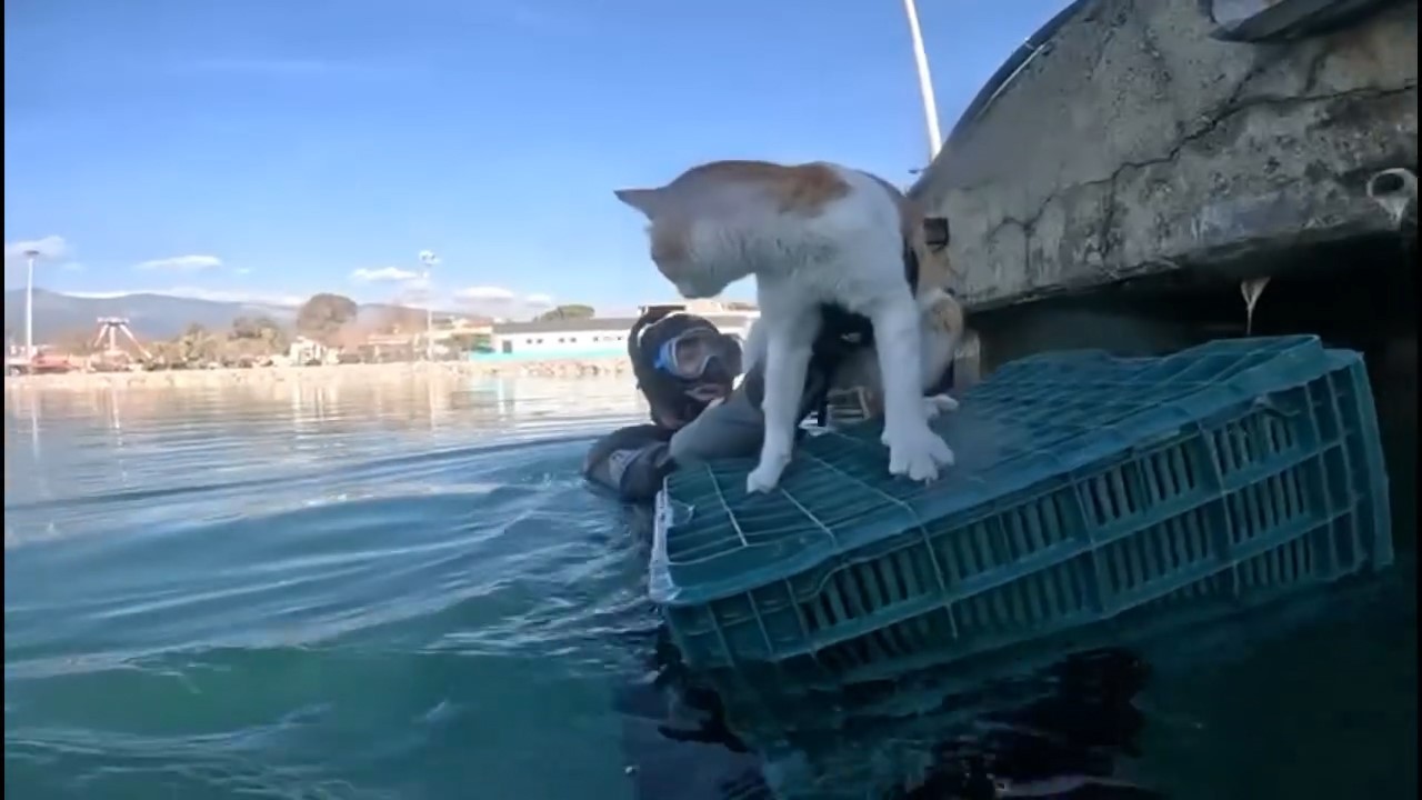Mahsur kalan kedi için sahil güvenlik seferber oldu