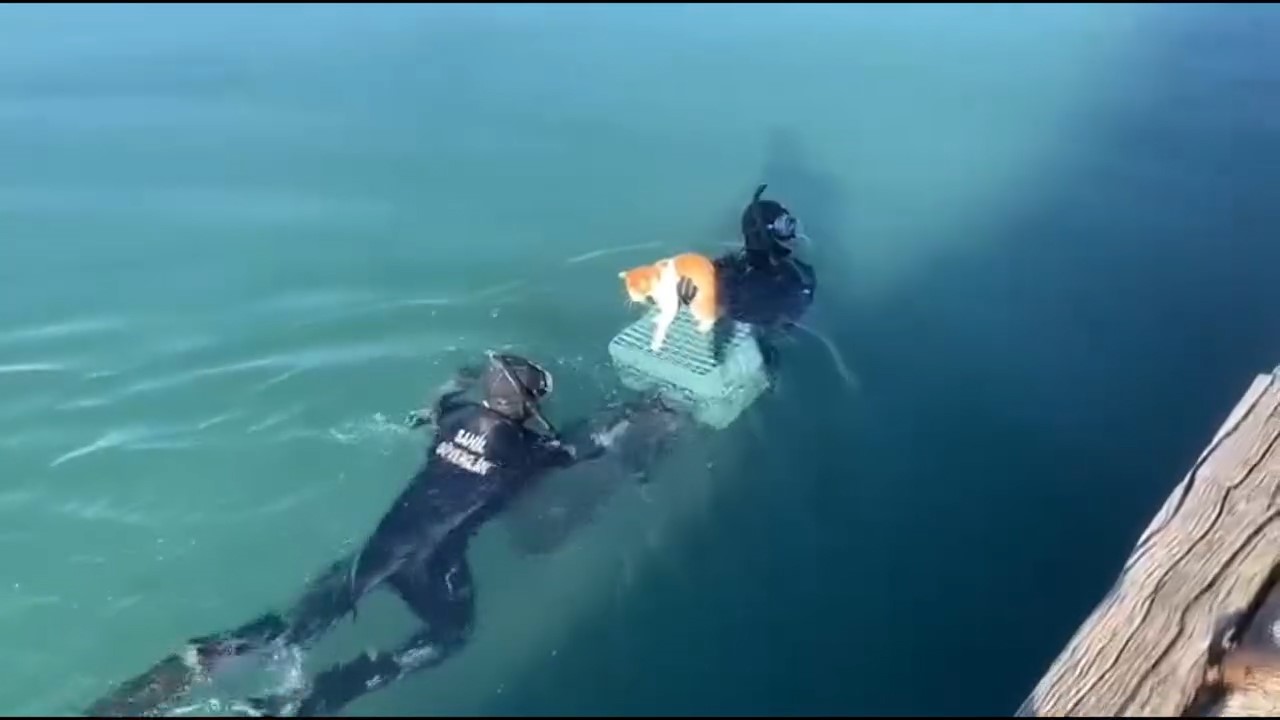 Mahsur kalan kedi için sahil güvenlik seferber oldu