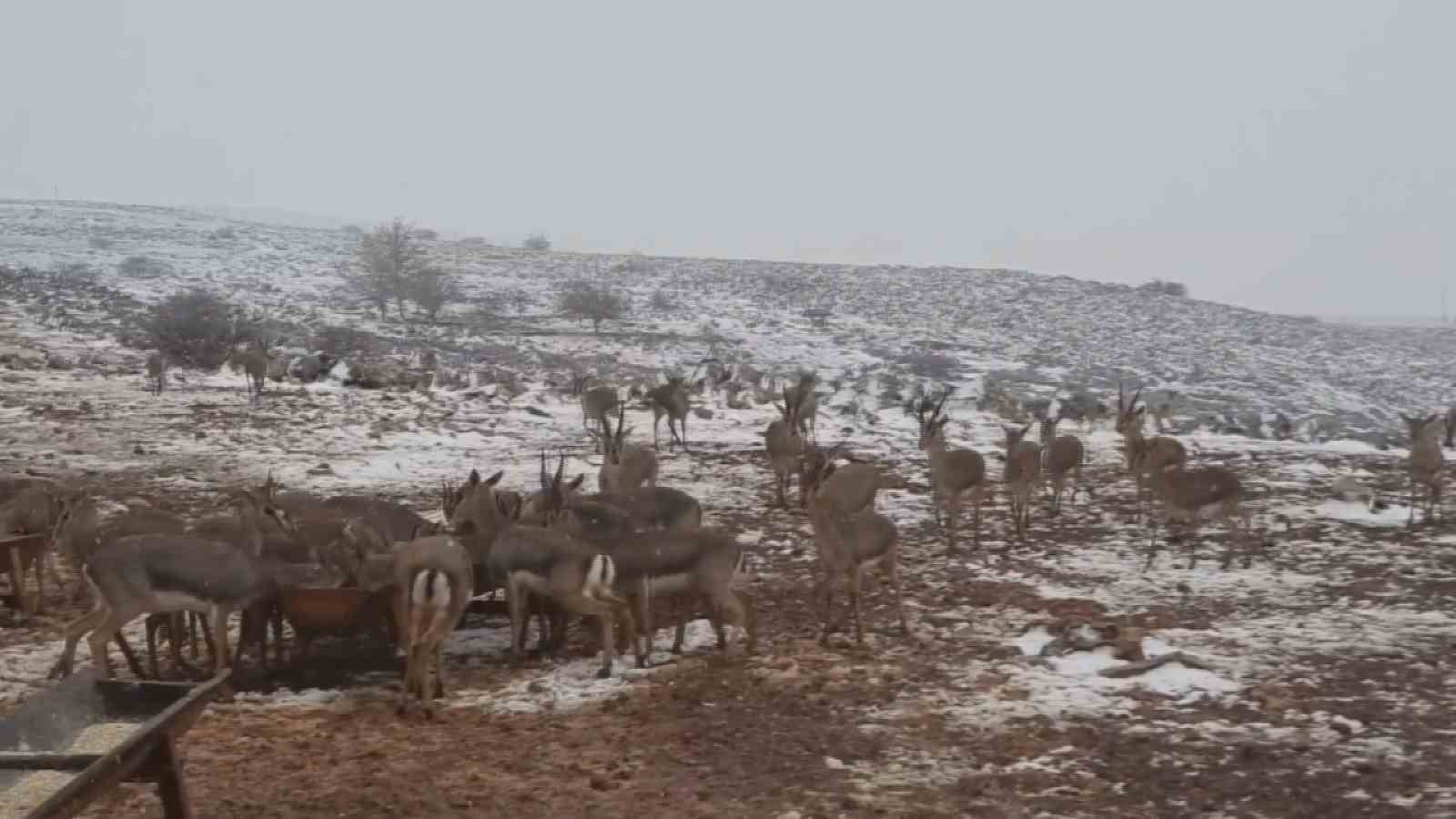 ‘Gazella gazella’ dağ ceylanlarının kar keyfi
