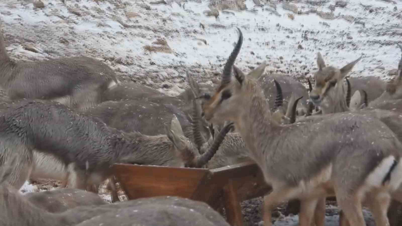 ‘Gazella gazella’ dağ ceylanlarının kar keyfi
