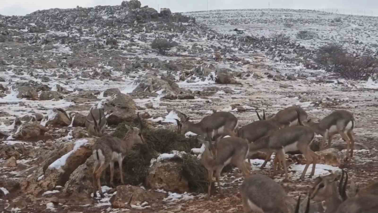 ‘Gazella gazella’ dağ ceylanlarının kar keyfi