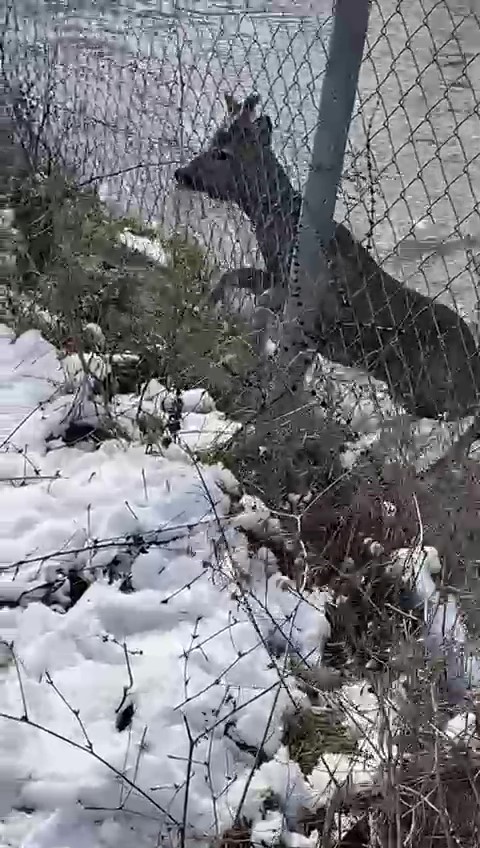 Amasya’da su kanalına düşen karacayı avcılar kurtardı