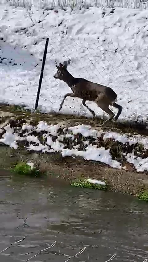 Amasya’da su kanalına düşen karacayı avcılar kurtardı