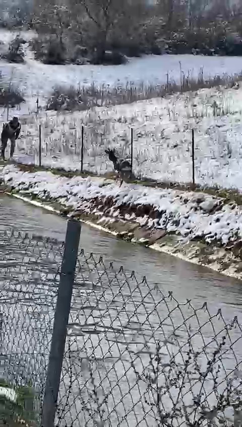 Amasya’da su kanalına düşen karacayı avcılar kurtardı
