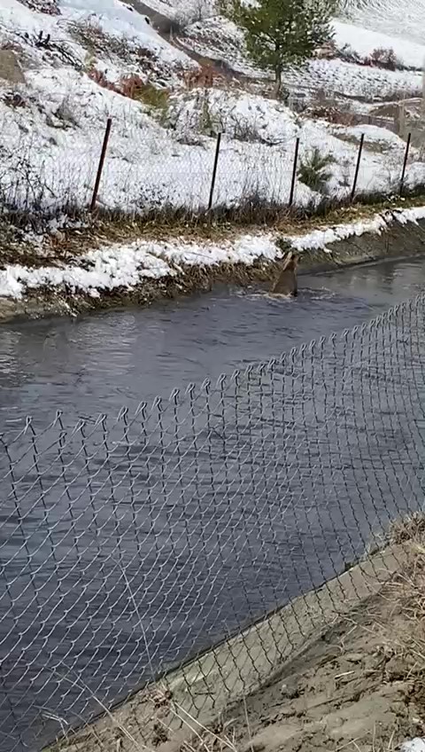 Amasya’da su kanalına düşen karacayı avcılar kurtardı