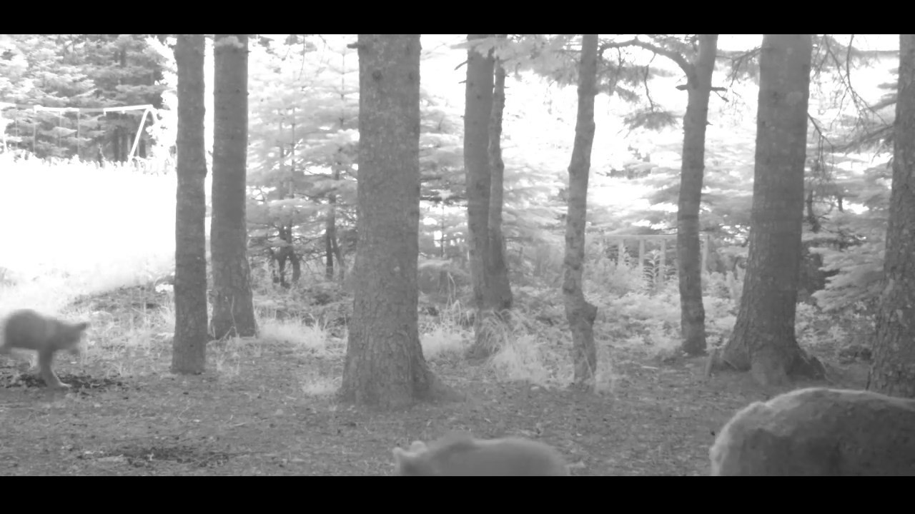 Yavru ayı zıplayarak ailesinin peşinden koştu