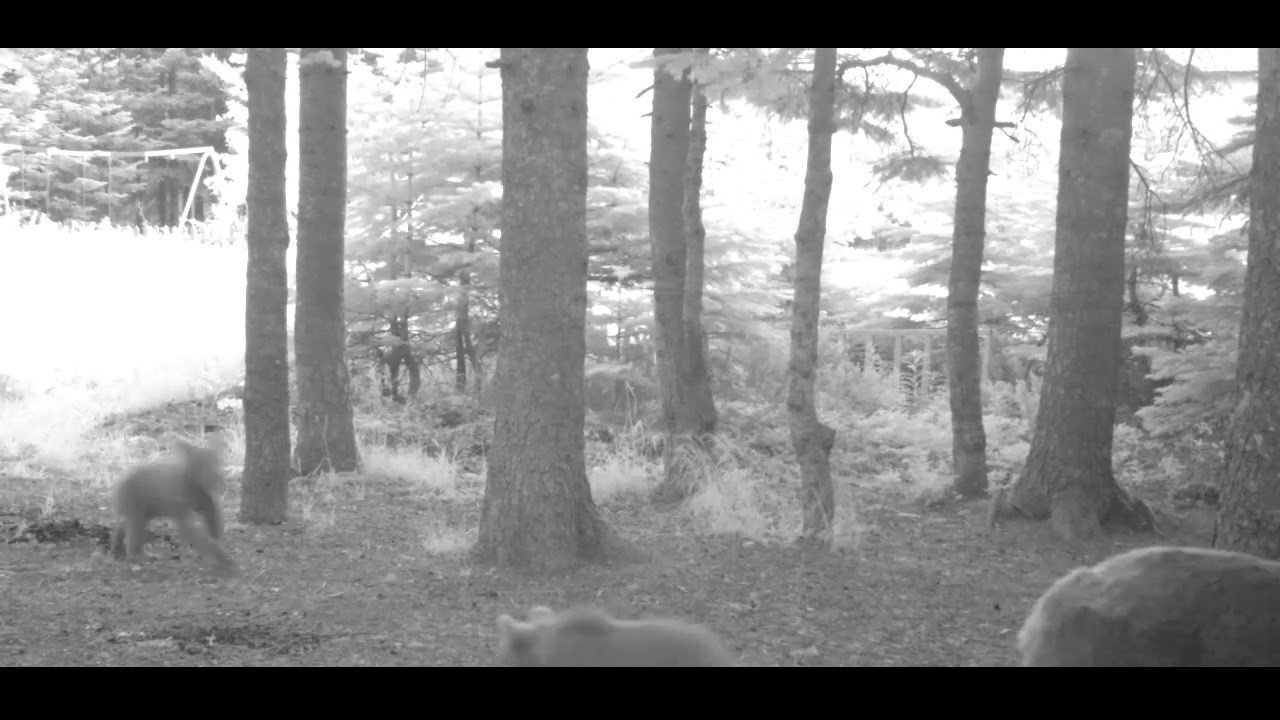 Yavru ayı zıplayarak ailesinin peşinden koştu