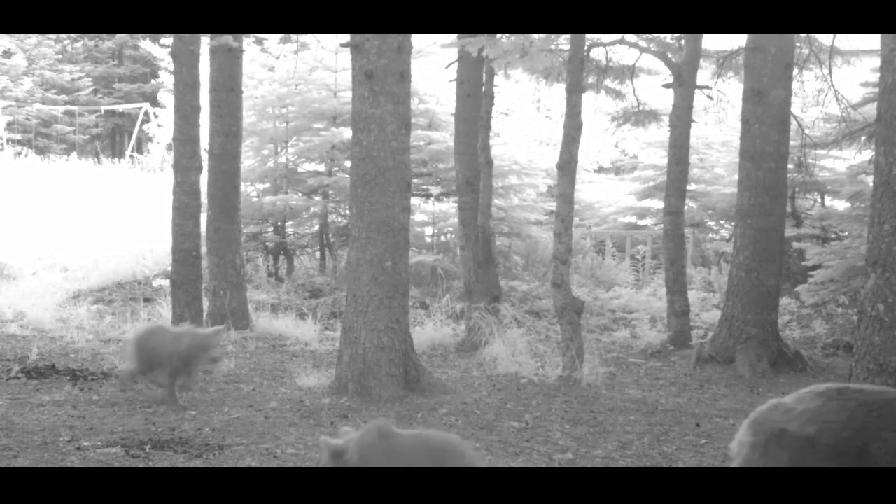 Yavru ayı zıplayarak ailesinin peşinden koştu