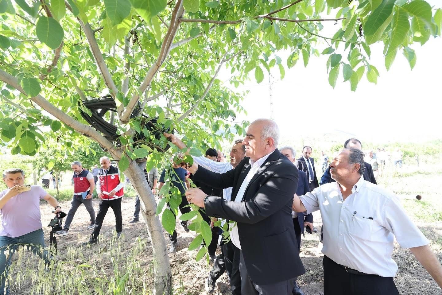 Trabzon hurması, dut ve incire destek ödemesi başladı