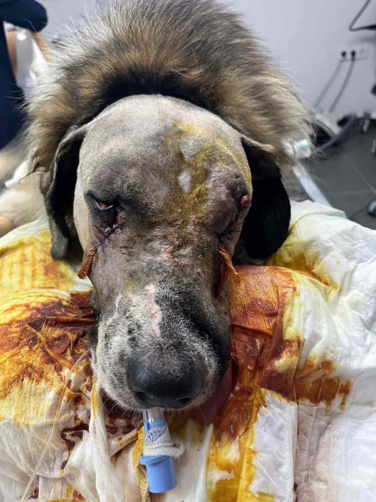 Sanatçı Hande Yener’in sahip çıktığı köpeğin vurulmasına ilişkin davanın ikinci duruşması görüldü