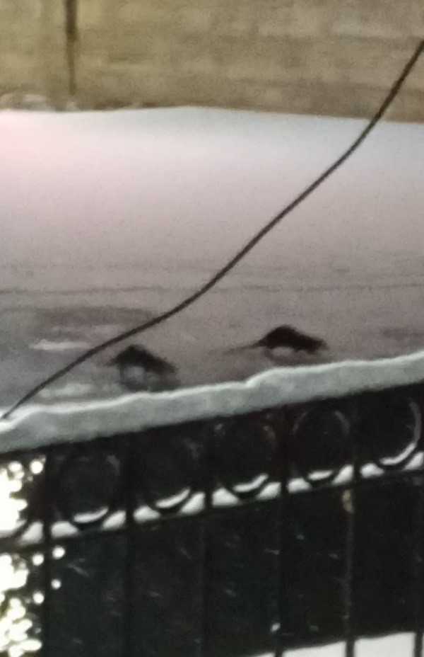 Bayburt’ta su samuru bu kez eşiyle birlikte görüntülendi