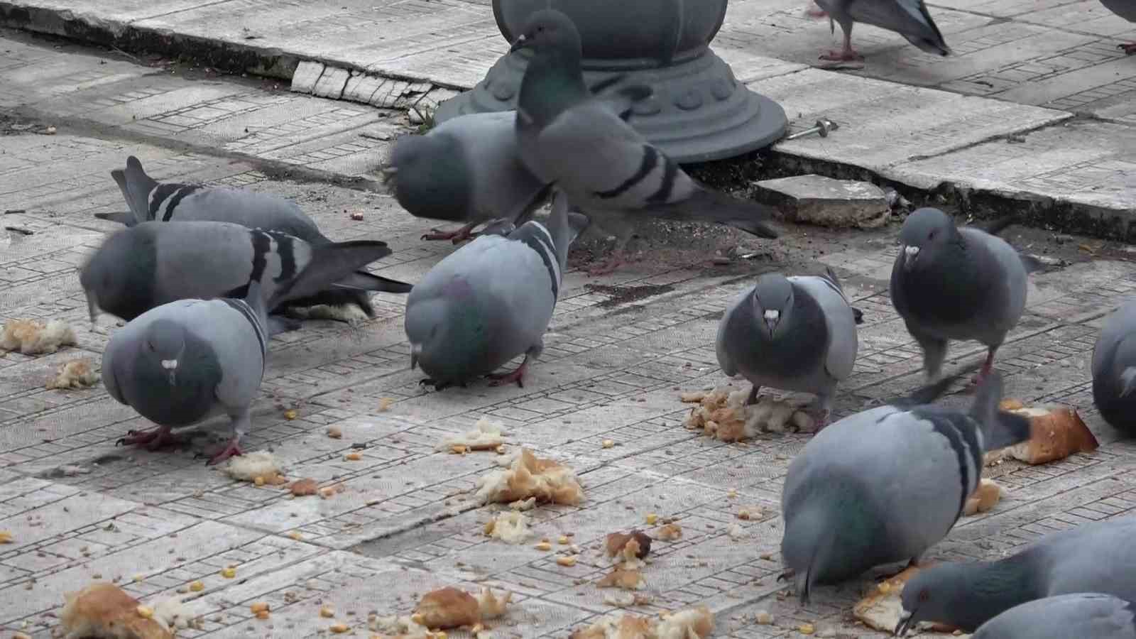 ’Yemci Dede’ 20 yıldır sokaklardaki güvercinleri beslemeden kahvaltı yapmıyor