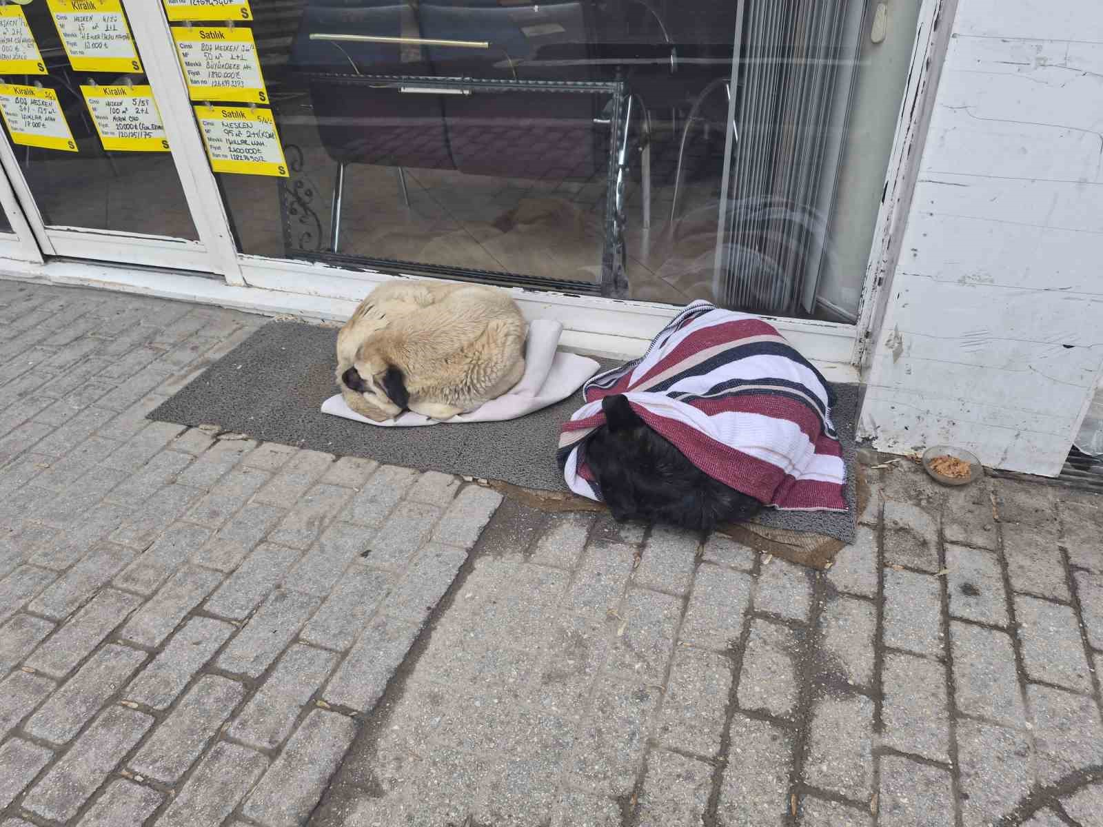 Soğuktan üşüyen sokak köpeği için çözümü üzerini örtmekte buldu