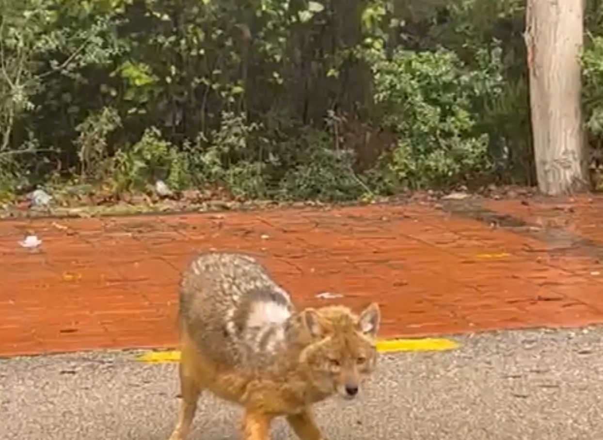 Sinop’un ’gurme’ çakalı: Leblebiyi beğenmedi, fındığa koştu