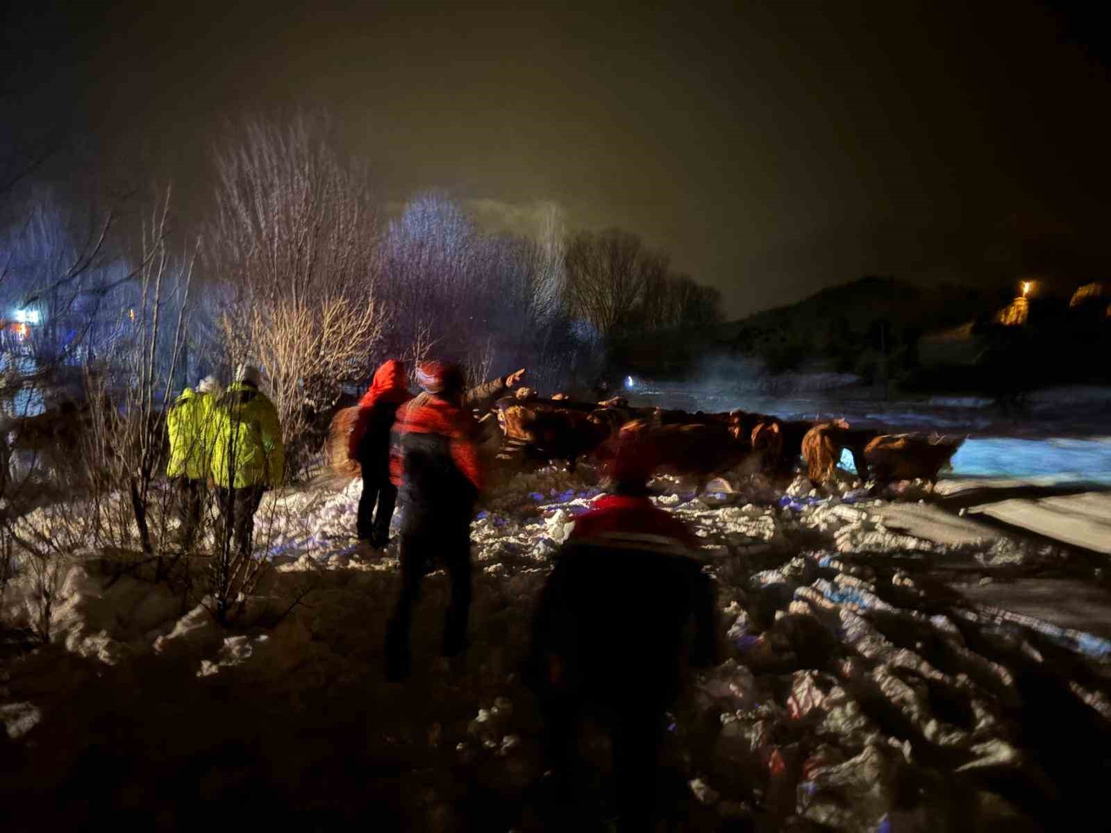 Refahiye’de hayvan yüklü tır kazası: 45 büyükbaş kurtarıldı