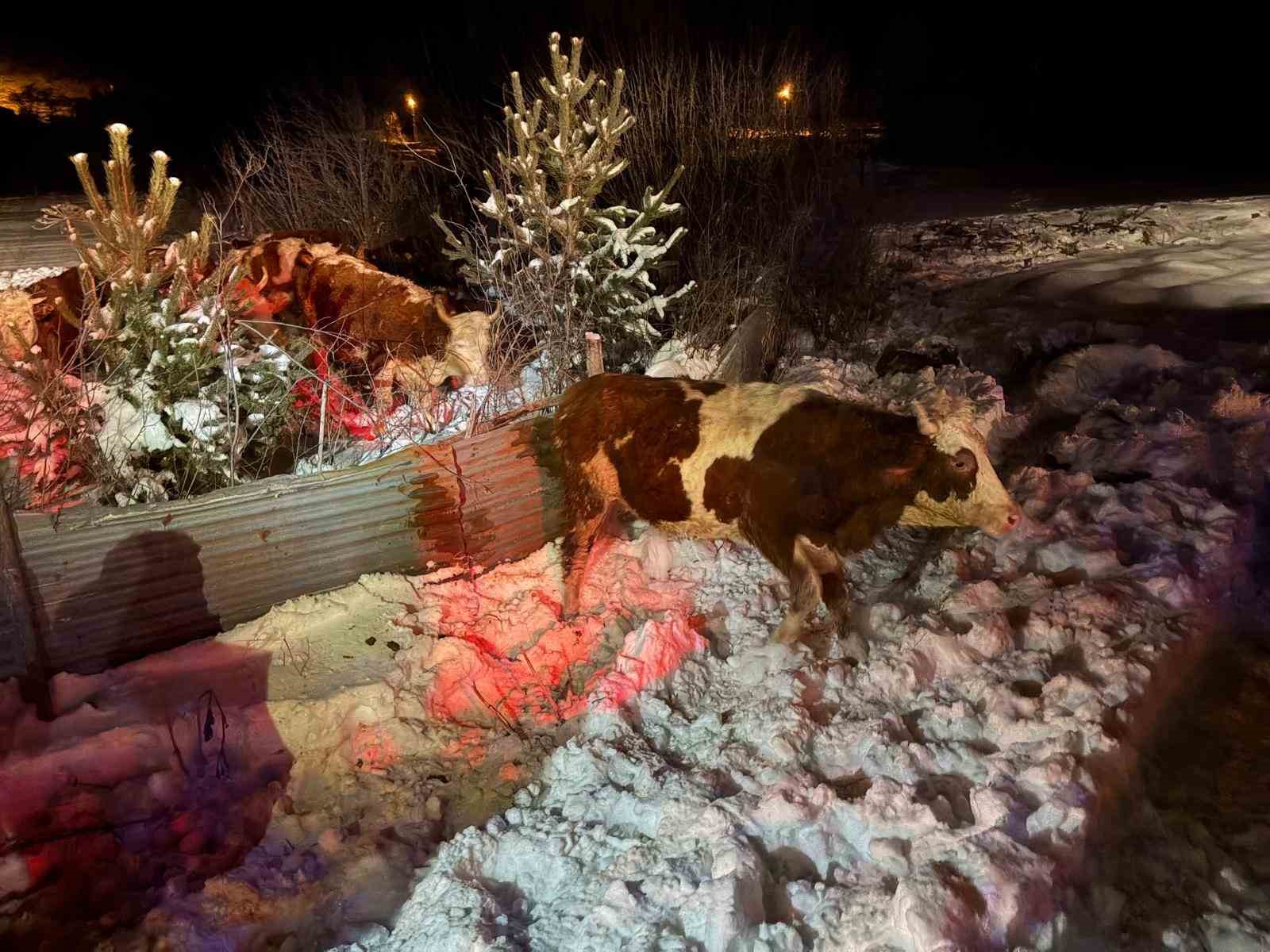 Refahiye’de hayvan yüklü tır kazası: 45 büyükbaş kurtarıldı