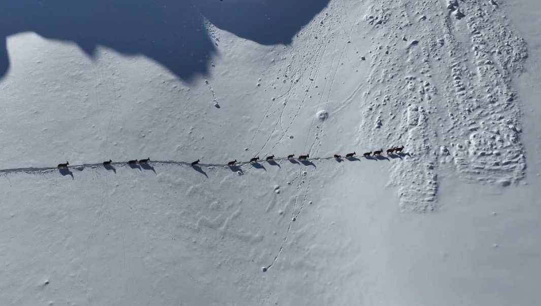 Munzur Dağları’nda yaban keçilerinin göçü havadan görüntülendi