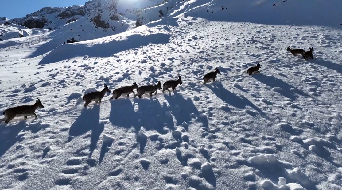 Munzur Dağları’nda yaban keçilerinin göçü havadan görüntülendi