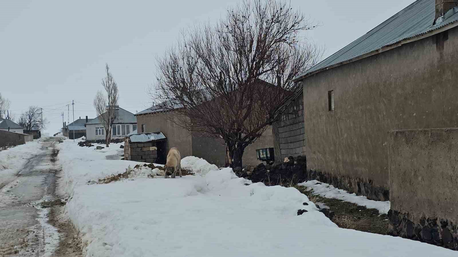 Adilcevaz’da kuduz alarmı: Bir köy karantinaya alındı