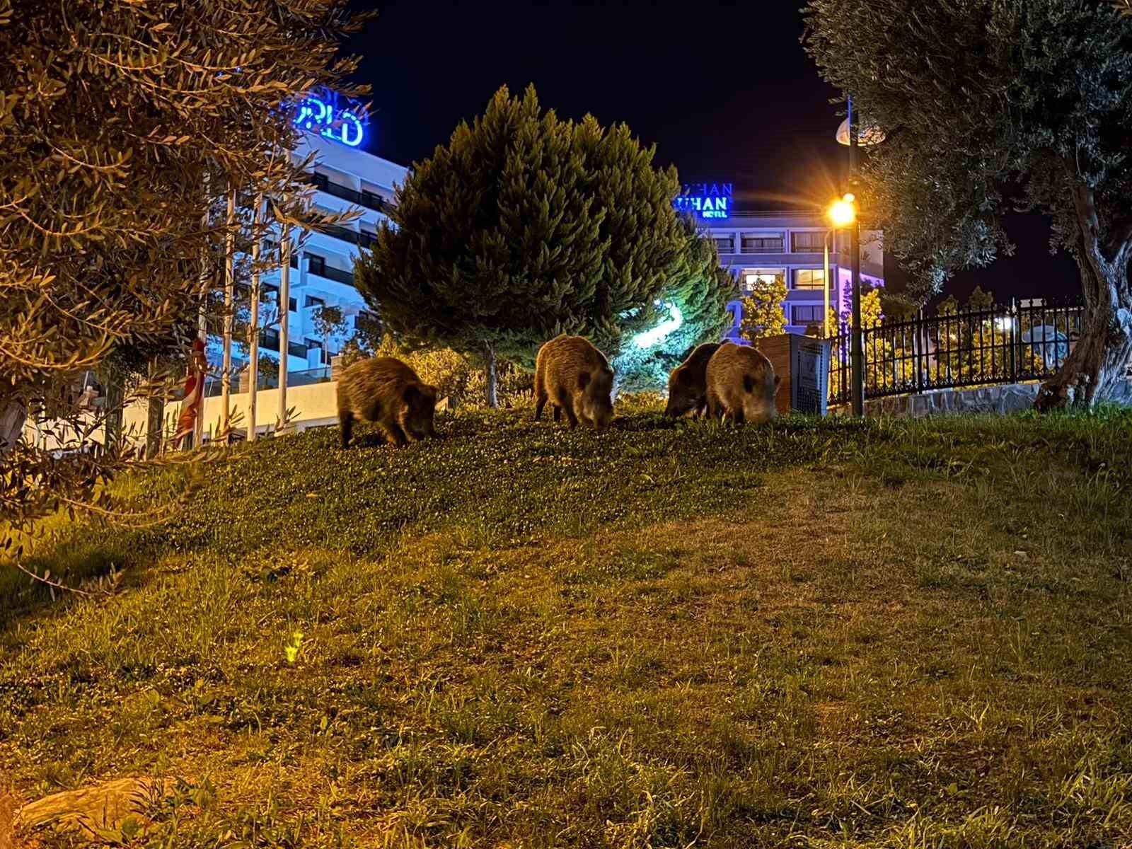Kuşadası’nda domuzlar şehri mesken tuttu