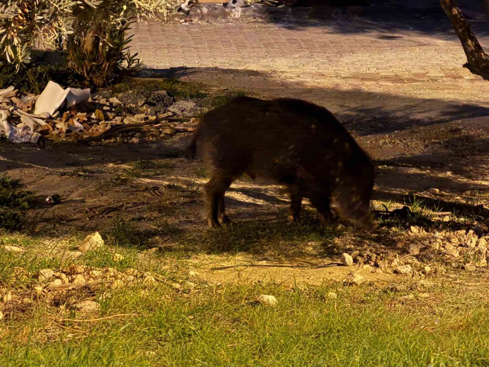 Kuşadası’nda domuzlar şehri mesken tuttu