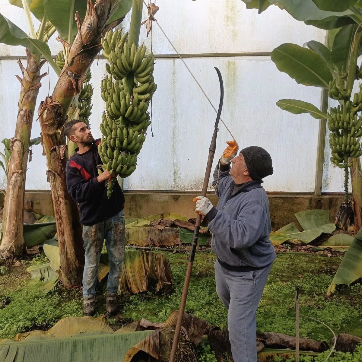 Efeler’de muz hasadı başladı