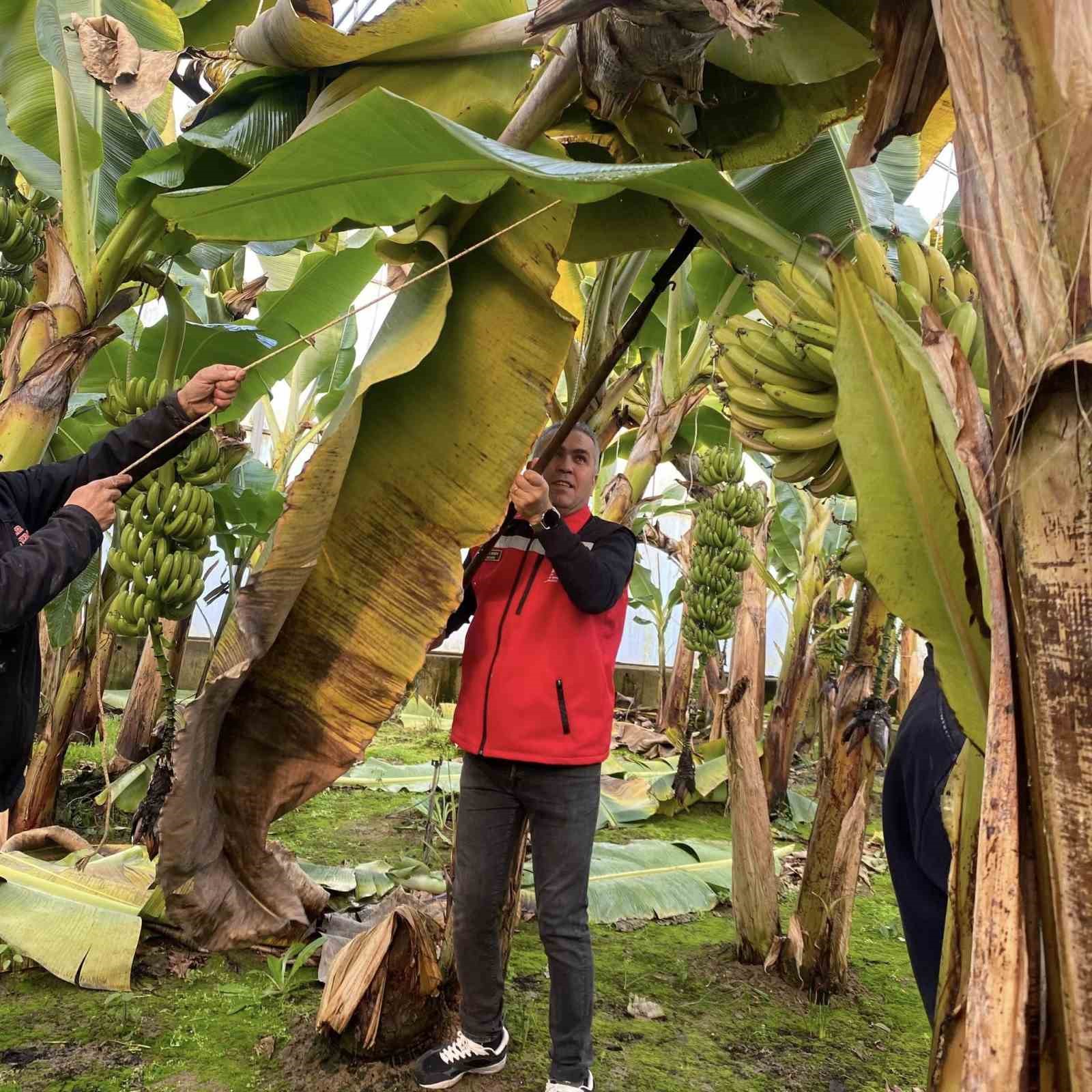 Efeler’de muz hasadı başladı