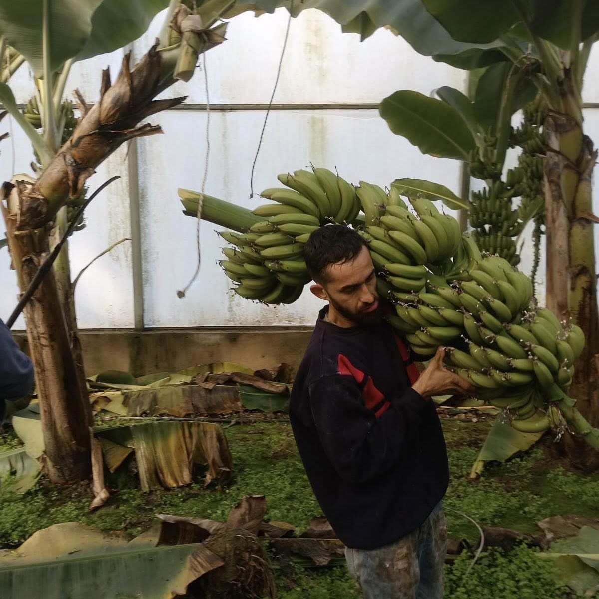 Efeler’de muz hasadı başladı