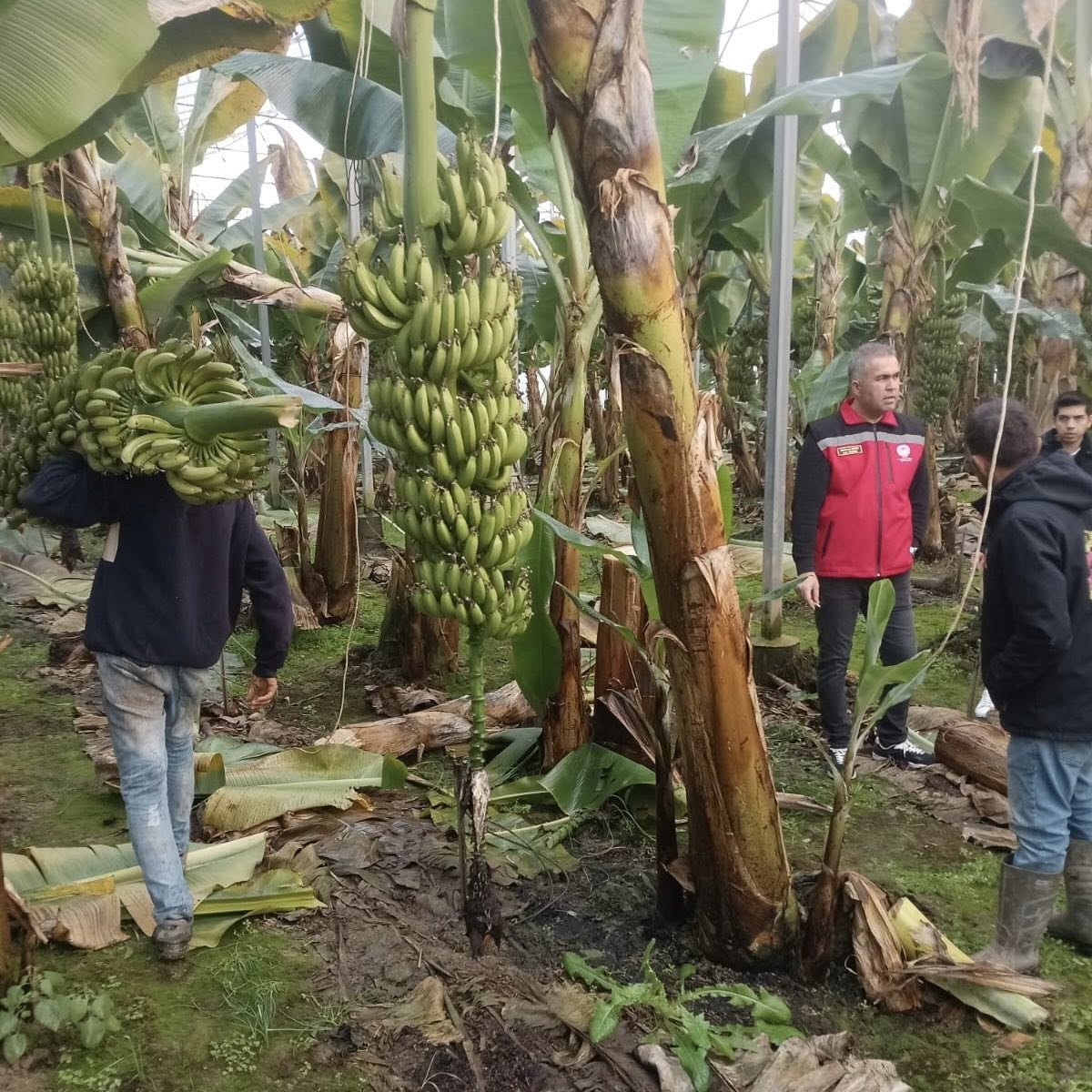 Efeler’de muz hasadı başladı