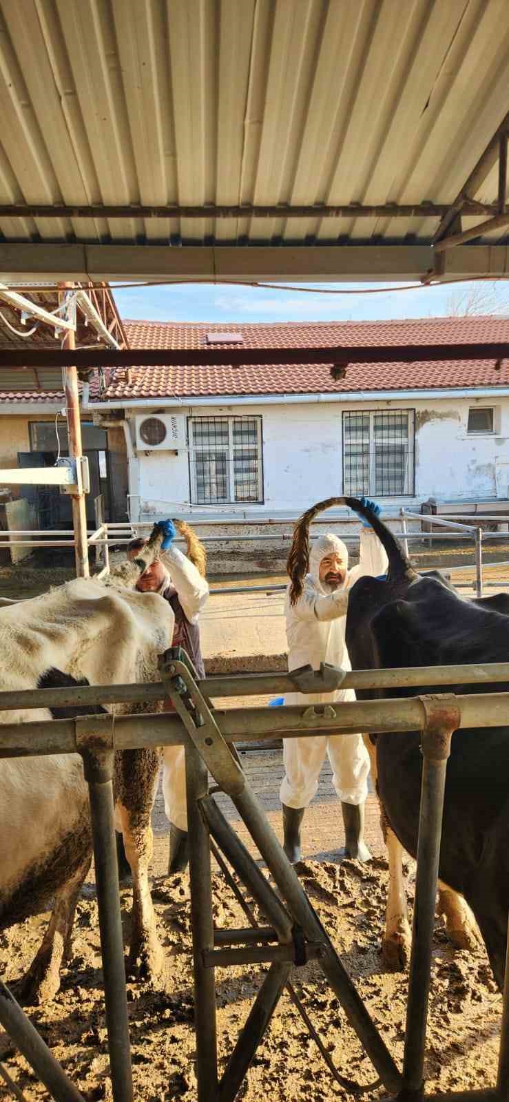 Söke TAYEM’de tüberküloz ve brucella taraması yapıldı