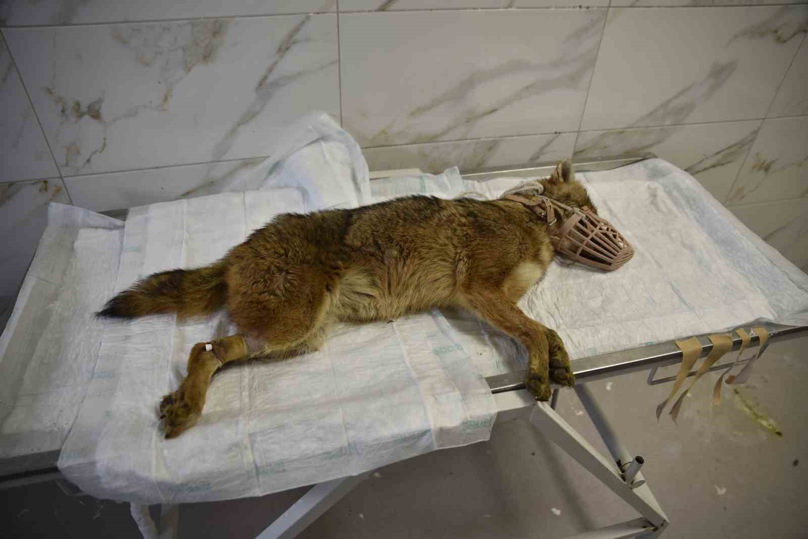 Ölümcül virüse yakalanan çakal tedavi ediliyor