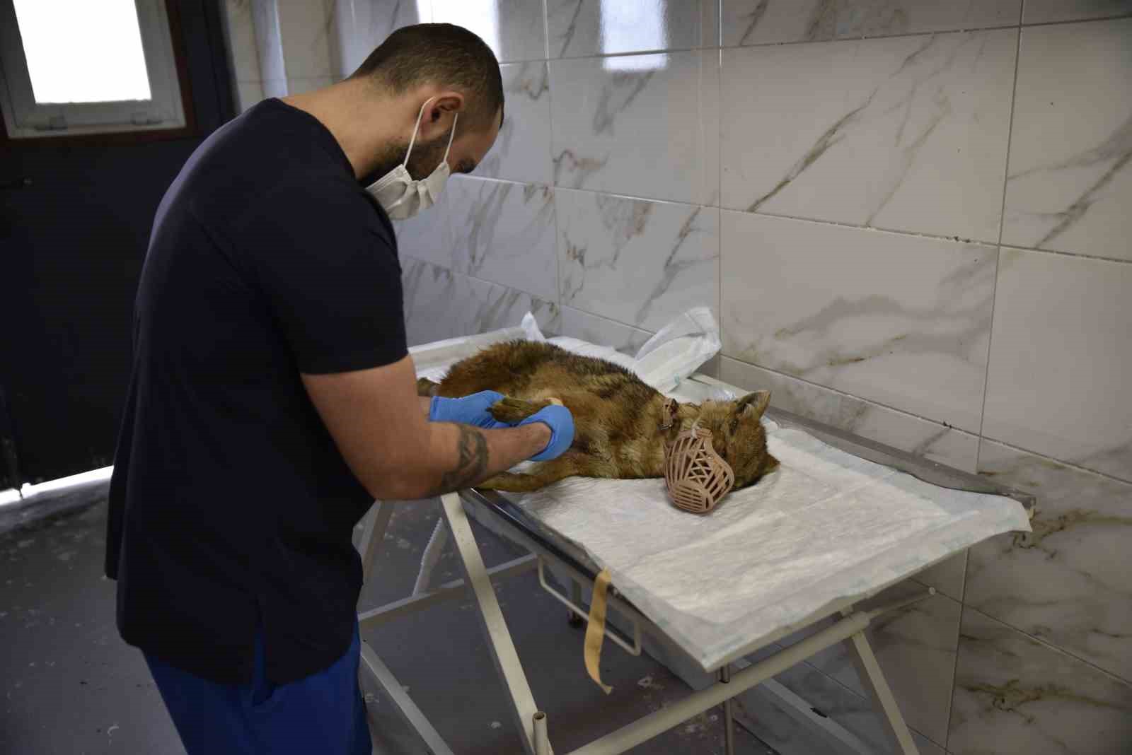 Ölümcül virüse yakalanan çakal tedavi ediliyor