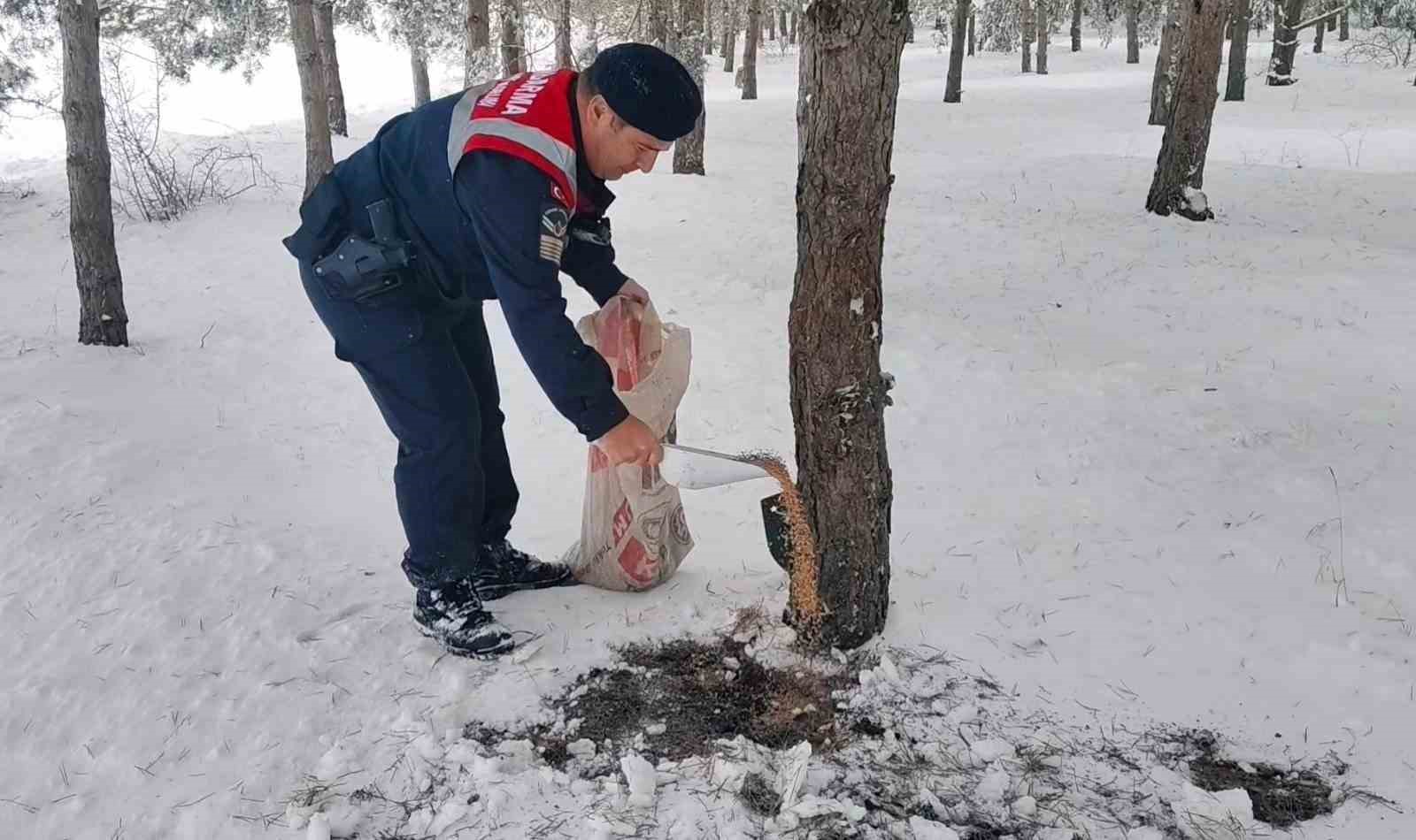 Jandarma ekipleri doğadaki canlıları unutmadı