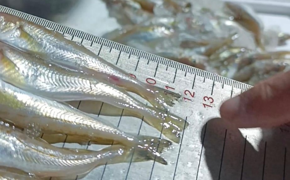 Sansun’da kaçak avlanan 2,6 ton mezgide el konuldu