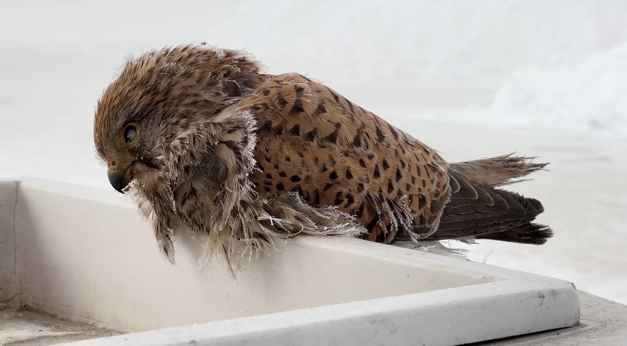 Yüksekova’da yürek burkan manzara: Konduğu yerde dondu