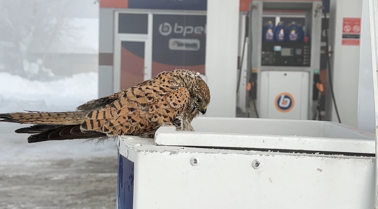 Yüksekova’da yürek burkan manzara: Konduğu yerde dondu