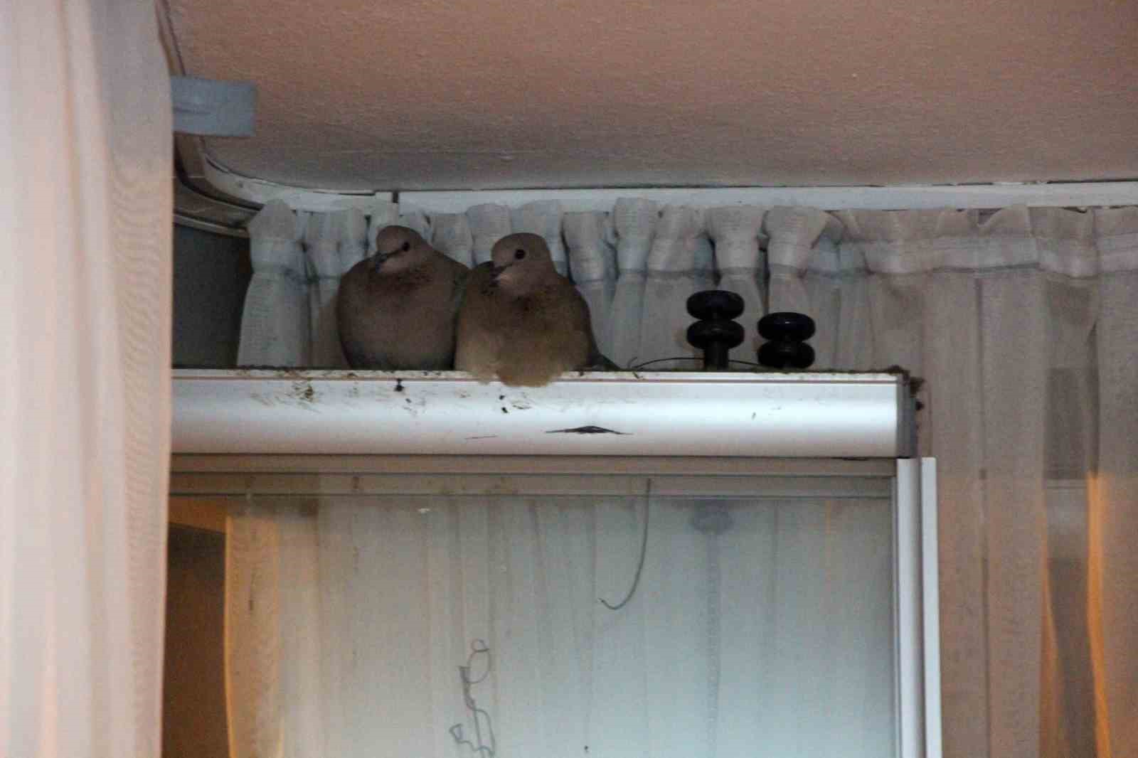 Kışın ortasında balkon camını kapatmıyorlar, nedeni ise çifte kumrular